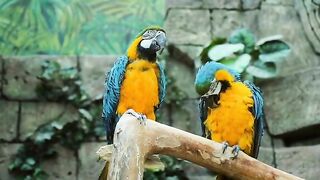 World Wild Parrot || Most Popular Parrots