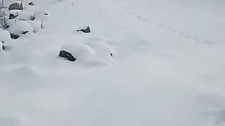Snow with dry chill