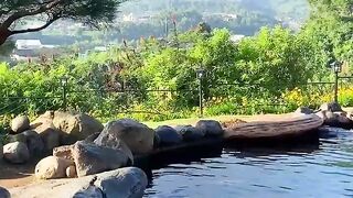 Awesome video of colorful fishes