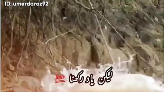 Tiger fight