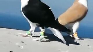 Kabuter