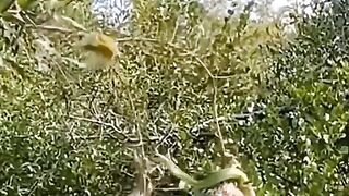 snake attack
