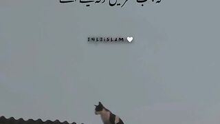 Islamic lines
