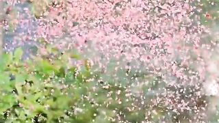 Video song