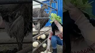 Smart tricks to escape the oastrich be like #shorts #funny #animals