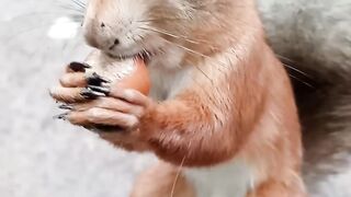 Ушастик мне доверяет / This squirrel trusts me