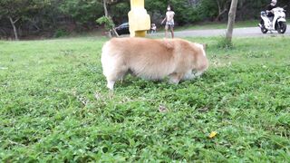 Animals dog