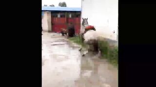 Thw Funniest Moments of the Year/ Compilation/