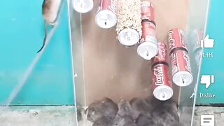 Mouse_trap_ideas_the_best_mouse_video_super wonderful