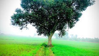 گاؤں کے خوبصورت نظارے