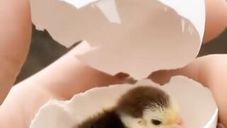 Cutest baby animals Videos Compilation Cute moment of the Animals - Cutest Animals