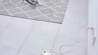 rescue dog 2