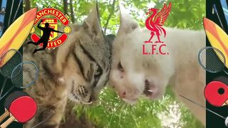 POV: Lu lagi nonton Derby tapi di dimensi meong. ????????