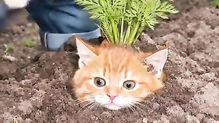 Cat story 13