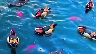 Peaceful Nature: Vibrant Ducks Swimming in Bright Blue Water