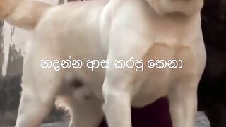Dogs ????????
