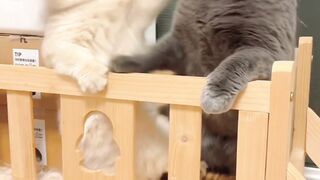 When the cats fight and the dog just laughs it off!"