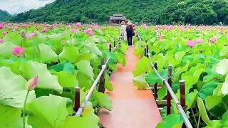 Stunning Lotus Flower Field & Mountain Walkway ????⛰️