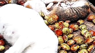These Cats Turned a Market Stall Into a Bed