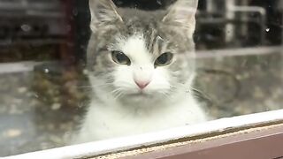 Angry cat 7