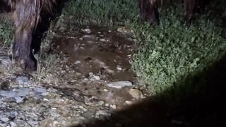 Nature's Shower ????The Wet Reality #nature #weather  #rainyday #survival
