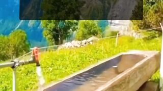 damai