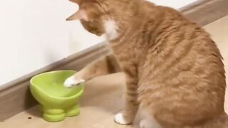 This cat is mocking its owner.????