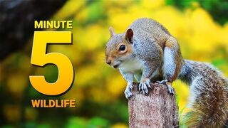 A Mixture of Animals & Nature (Relaxing Video & Music)