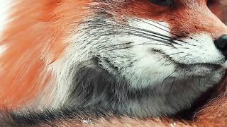 The fox 2