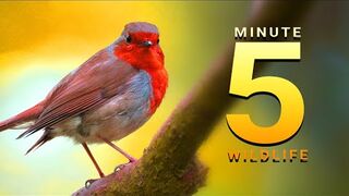 Birds & Nature - Wildlife