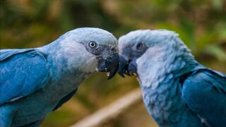 Finding the Secret Nest of the Last Wild Blue Macaws