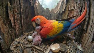 Scarlet Macaw 450 Days From Egg to Independence