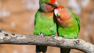 Peach Faced Lovebirds in the Wild 4K UHD