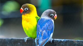 African love birds ( Blue Fischer )