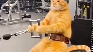 Funny cat 336