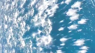 A rare sighting occurred near the southern California city of San Clemente, where a pod of about 5,000 dolphins stretched for a mile.