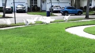 funny doge clips