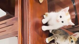 Tiny kitten meowing????
