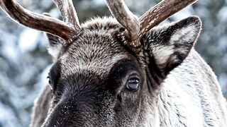 Reindeer: Legends of the North