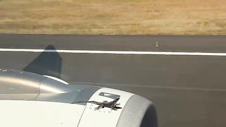 The Iguana Lizard That Took a Flight: 100MPH Engine Grip! ????✈️