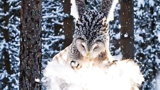 Ural Owl: Masters of Silence and Loyalty