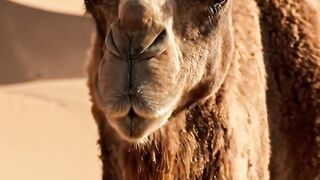 Camel: The Desert’s Lifeline