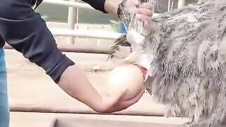 Ostrich egg shells are very thick