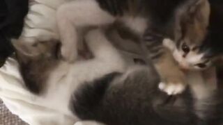 Cute Cat Diaries ???? Funny & Adorable Cat Moments You’ll Love!
