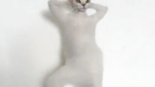 fighter cat 2