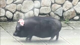 Cute little piggy