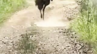epic animal fails funny