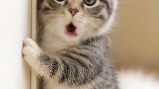 kittens diary