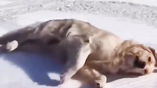 Dogs being absolute goofballs ????