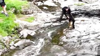 Dogs Having the Funniest Fails Ever!